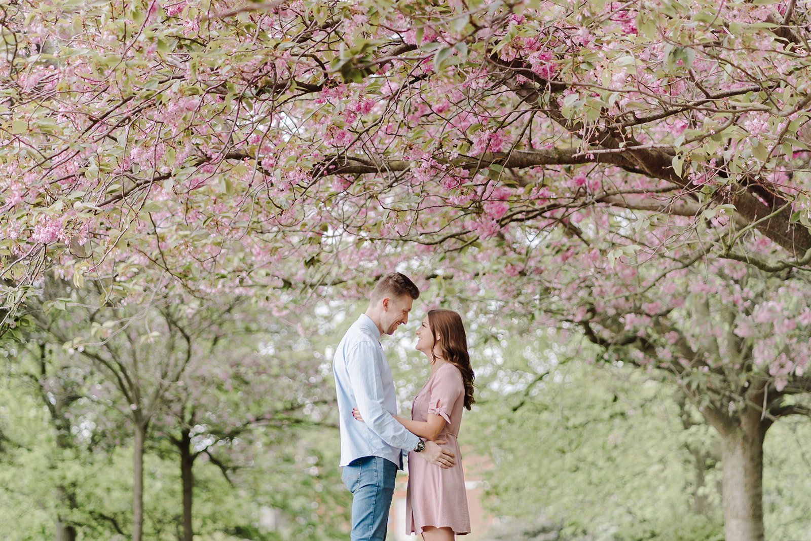London Greenwich park pink cherry blossom engagement couples shoot London Greenwich park pink cherry blossom engagement couples shoot