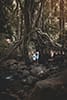 Forest maternity photoshoot on Oahu