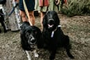 Dogs during a wedding