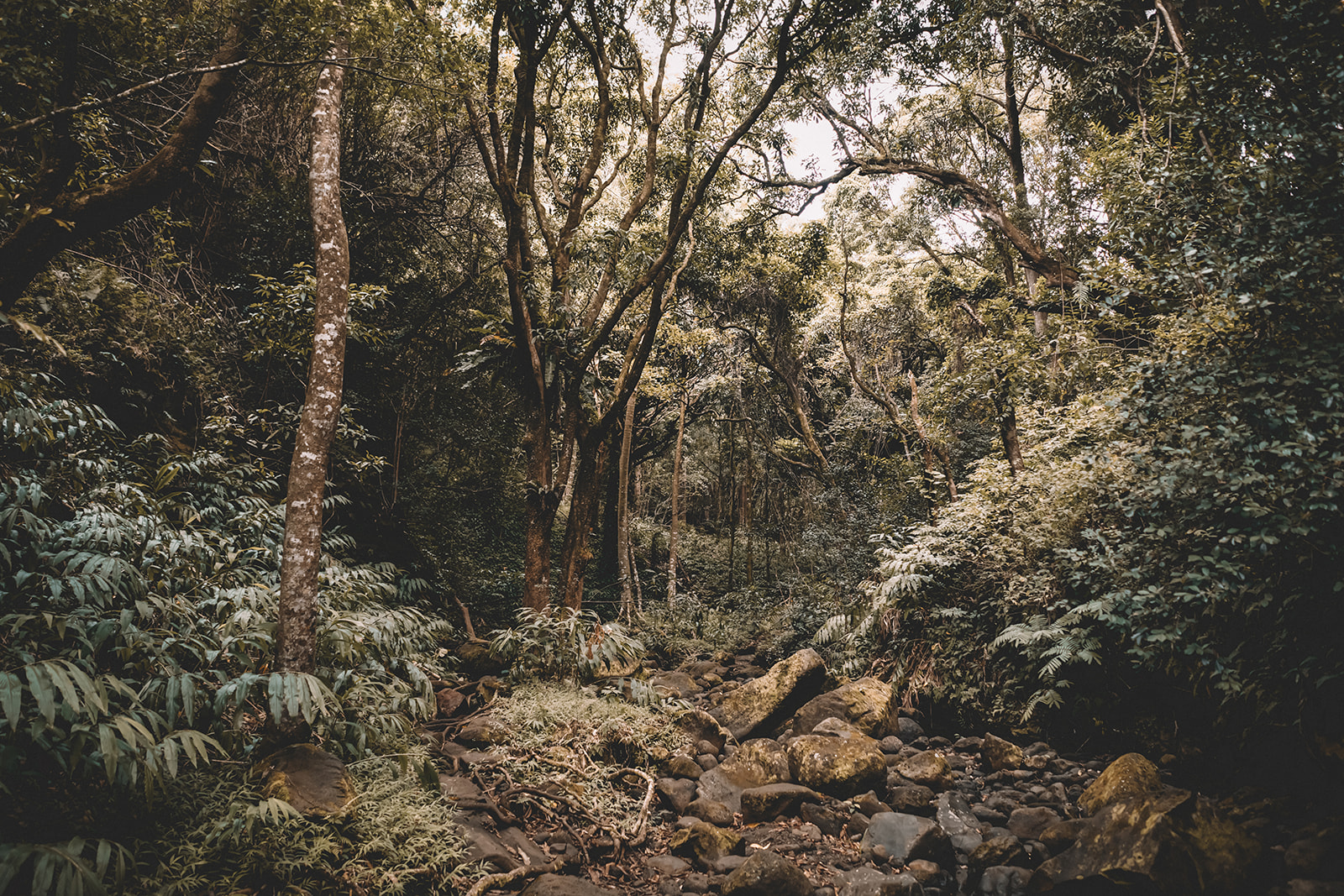 Kaau Crater Trail in Honolulu Hawaii