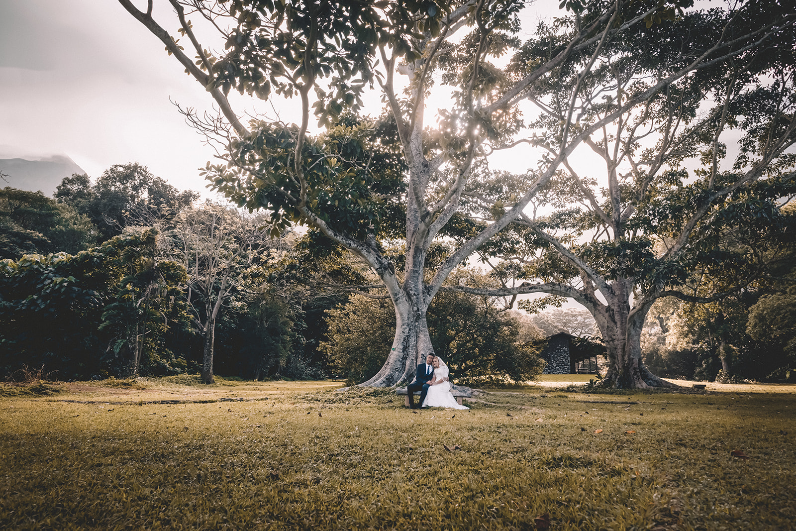Couple embracing sitting under large tree hoomaluhia botanical garden