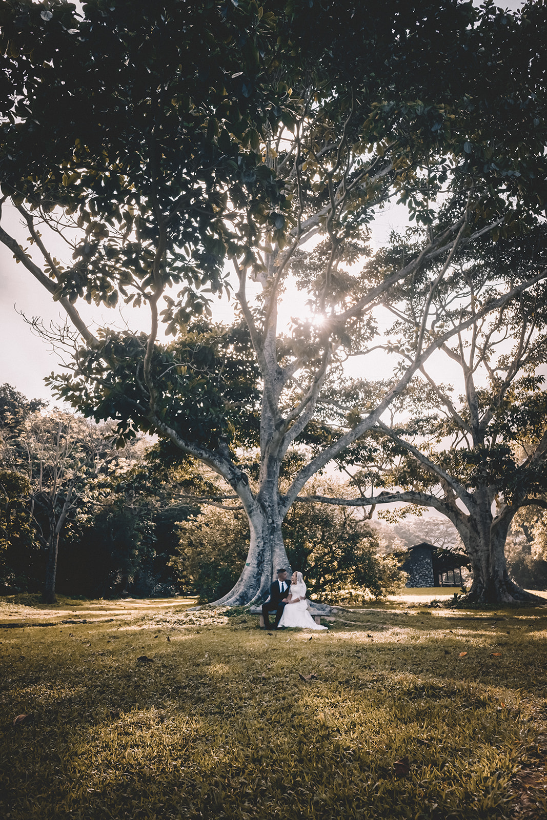Couple sitting under tree hoomaluhia botanical garden